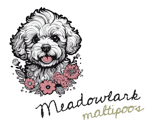 Meadowlark Maltipoos